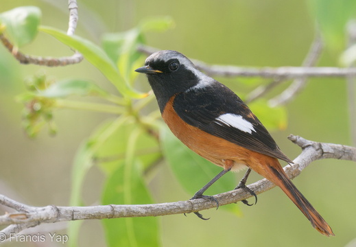 Daurian Redstart