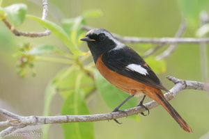 Daurian Redstart-200201-111MSDCF-FYP05286-W.jpg