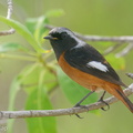 Daurian_Redstart-200201-111MSDCF-FYP05286-W.jpg