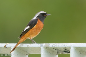 Daurian Redstart-200201-111MSDCF-FYP05551-W.jpg