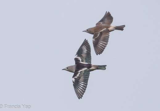 Daurian Starling