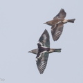 Daurian_Starling-171125-105ND500-FYP_9124-W.jpg