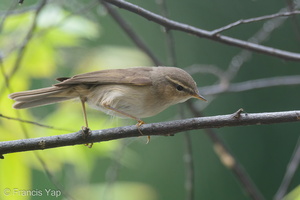 Dusky Warbler-191225-107MSDCF-FYP09212-W.jpg