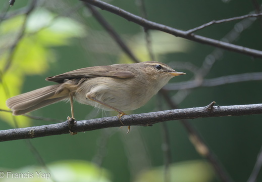 Dusky Warbler