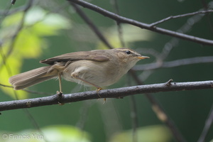 Dusky Warbler-191225-107MSDCF-FYP09216-W.jpg