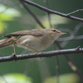 Dusky_Warbler-191225-107MSDCF-FYP09216-W.jpg