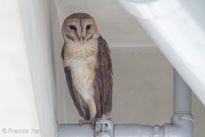 Eastern Barn Owl-110129-106EOS7D-IMG_2482-W.jpg