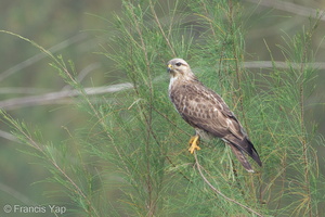 Eastern Buzzard-120304-109EOS1D-FYAP5675-W.jpg