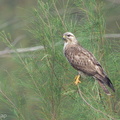 Eastern_Buzzard-120304-109EOS1D-FYAP5675-W.jpg