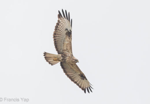 Eastern Buzzard