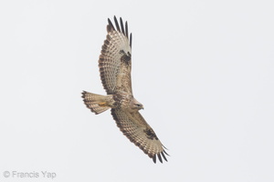 Eastern Buzzard-141108-100EOS7D-FY7D1096-W.jpg