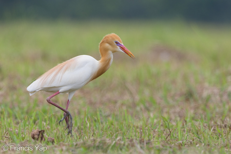 Eastern_Cattle_Egret-130314-105EOS1D-FY1X8399-W.jpg