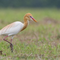 Eastern_Cattle_Egret-130314-105EOS1D-FY1X8399-W.jpg