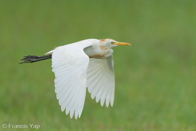 Eastern_Cattle_Egret-241006-246MSDCF-FYP07593-W.jpg