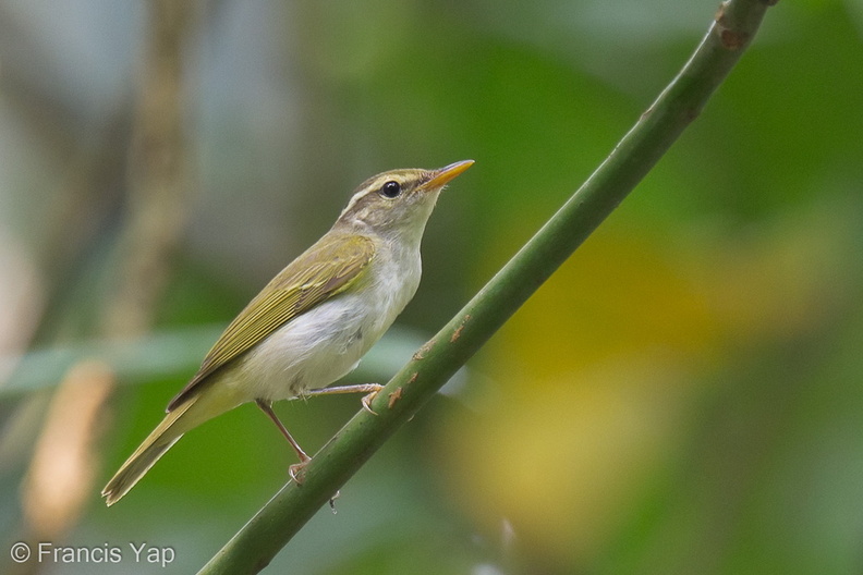 Eastern_Crowned_Warbler-120924-101EOS1D-FY1X9415-W.jpg