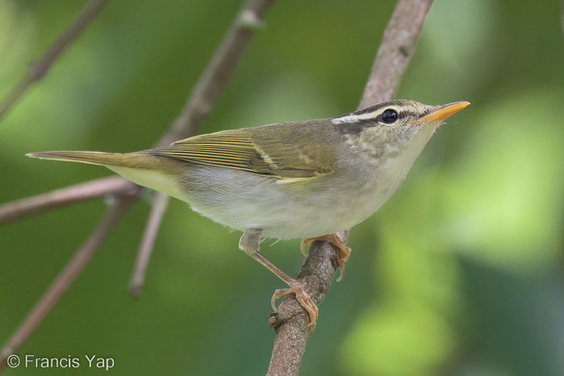 Eastern_Crowned_Warbler-221014-156MSDCF-FYP01736-W.jpg