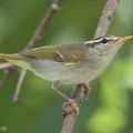 Eastern_Crowned_Warbler-221014-156MSDCF-FYP01736-W.jpg