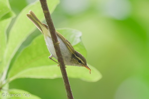 Eastern Crowned Warbler-251025-127FRYAP-FYA06574-W.jpg (4 visits) Eastern Crowned Warbler at Singapore Botanic Gardens Eastern Crowned Warbler-251025-127FRYAP-FYA06574-W.jpg