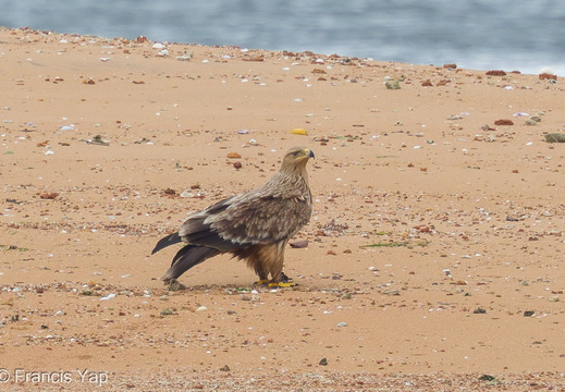 Eastern Imperial Eagle - display this album Eastern Imperial Eagle