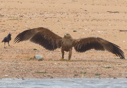 Eastern Imperial Eagle
