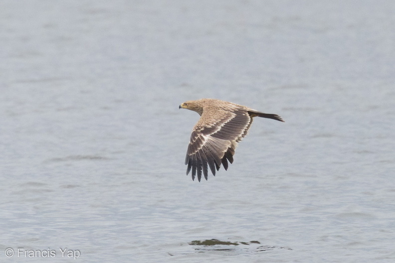 Eastern_Imperial_Eagle-161227-108EOS1D-F1X21839-W.jpg