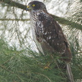 Eastern_Marsh_Harrier-111110-109EOS7D-IMG_2088-W.jpg