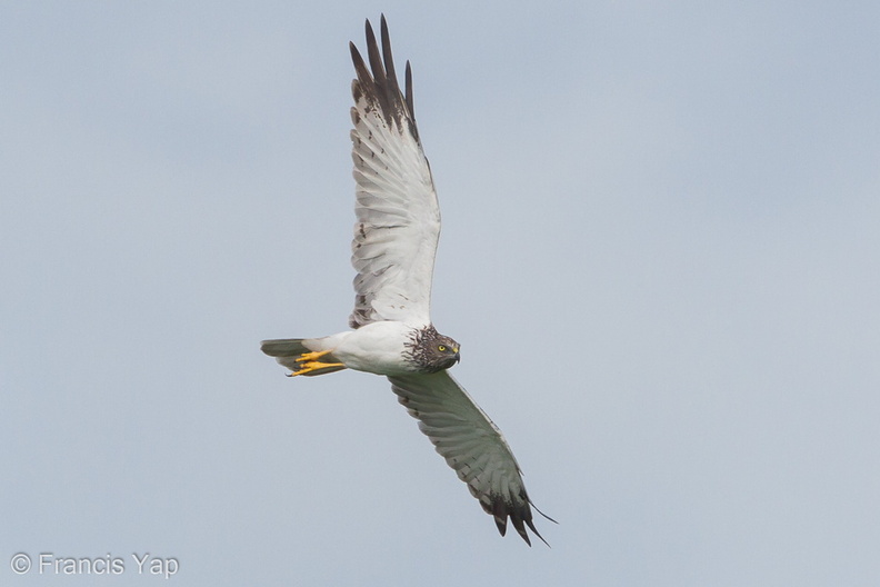 Eastern_Marsh_Harrier-111217-106EOS1D-FYAP8385-W.jpg