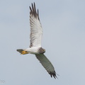 Eastern_Marsh_Harrier-111217-106EOS1D-FYAP8385-W.jpg