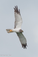 Eastern Marsh Harrier-111217-106EOS1D-FYAP8386-W.jpg