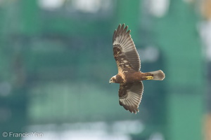 Eastern Marsh Harrier-221027-157MSDCF-FYP02127-W.jpg