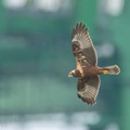 Eastern_Marsh_Harrier-221027-157MSDCF-FYP02127-W.jpg