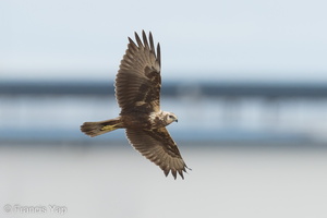 Eastern Marsh Harrier-221030-157MSDCF-FYP06488-W.jpg
