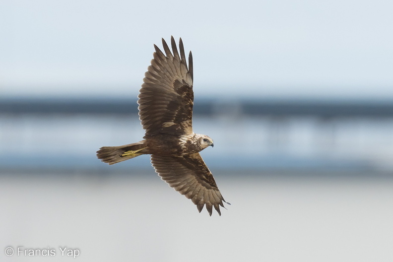 Eastern_Marsh_Harrier-221030-157MSDCF-FYP06488-W.jpg