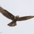 Eastern_Marsh_Harrier-221030-157MSDCF-FYP07086-W.jpg