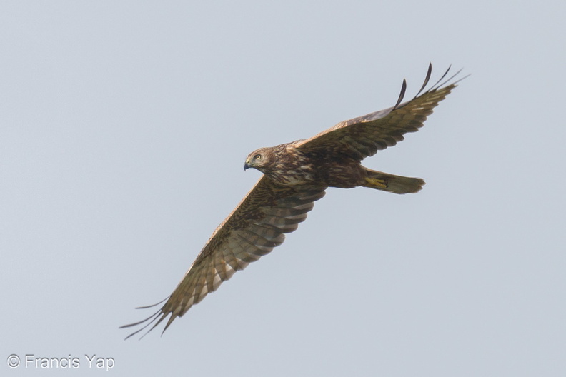 Eastern_Marsh_Harrier-240204-214MSDCF-FYP08332-W.jpg