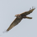 Eastern_Marsh_Harrier-240204-214MSDCF-FYP08332-W.jpg