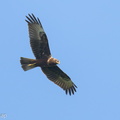 Eastern_Marsh_Harrier-241103-249MSDCF-FYP07923-W.jpg