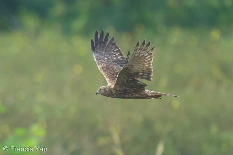 Eastern_Marsh_Harrier-250120-254MSDCF-FYP09794-W.jpg