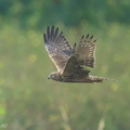 Eastern_Marsh_Harrier-250120-254MSDCF-FYP09794-W.jpg