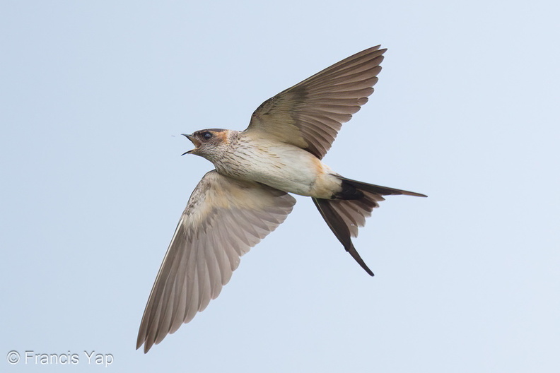 Eastern_Red-rumped_Swallow-161027-106EOS1D-F1X25662-W.jpg