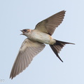 Eastern_Red-rumped_Swallow-161027-106EOS1D-F1X25662-W.jpg