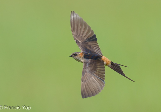 Eastern Red-rumped Swallow - display this album Eastern Red-rumped Swallow