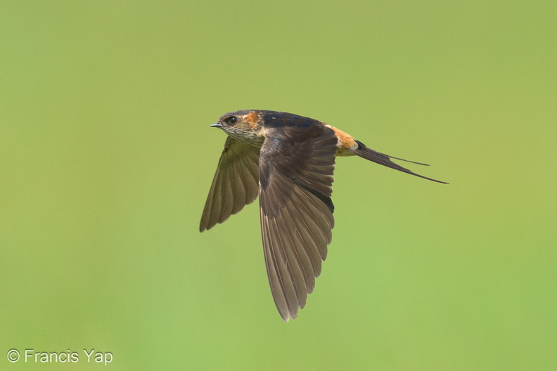 Eastern_Red-rumped_Swallow-230103-162MSDCF-FYP07113-W.jpg