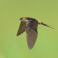 Eastern_Red-rumped_Swallow-230103-162MSDCF-FYP07113-W.jpg