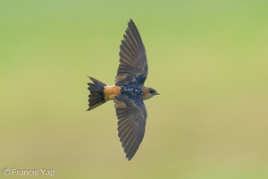 Eastern Red-rumped Swallow-260329-168FRYAP-FYA01220-W.jpg