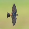 Eastern_Red-rumped_Swallow-260329-168FRYAP-FYA01220-W.jpg