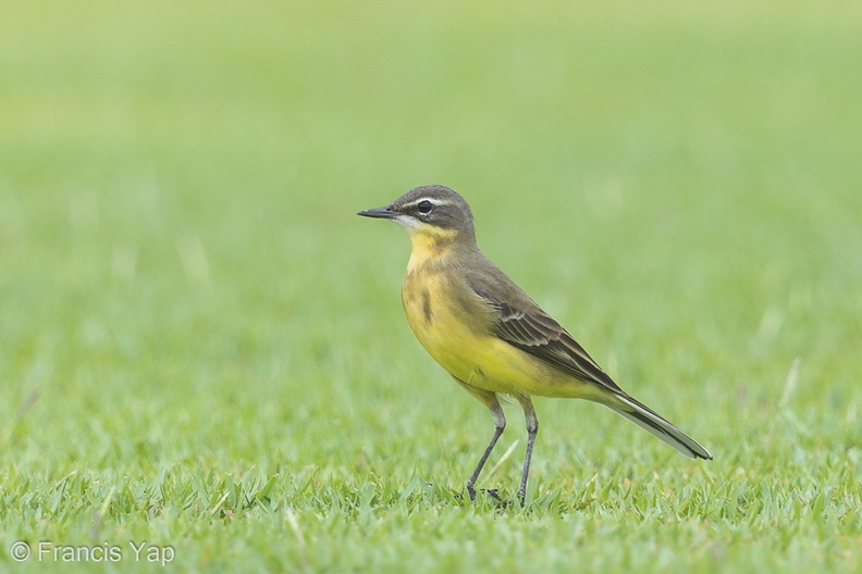 Eastern_Yellow_Wagtail-130906-110EOS1D-FY1X1216-W.jpg