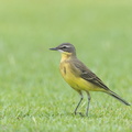 Eastern_Yellow_Wagtail-130906-110EOS1D-FY1X1216-W.jpg