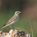 Eastern_Yellow_Wagtail-191027-101MSDCF-FYP08479-W.jpg