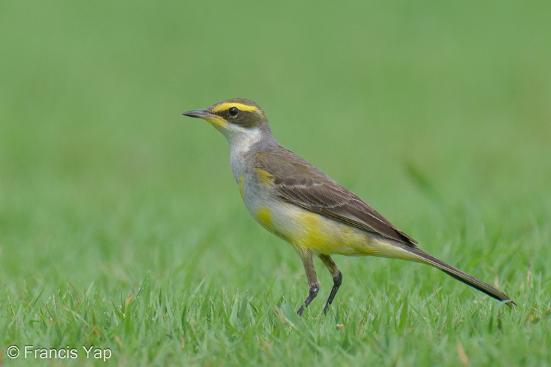 Eastern_Yellow_Wagtail-240121-214MSDCF-FYP03889-W.jpg